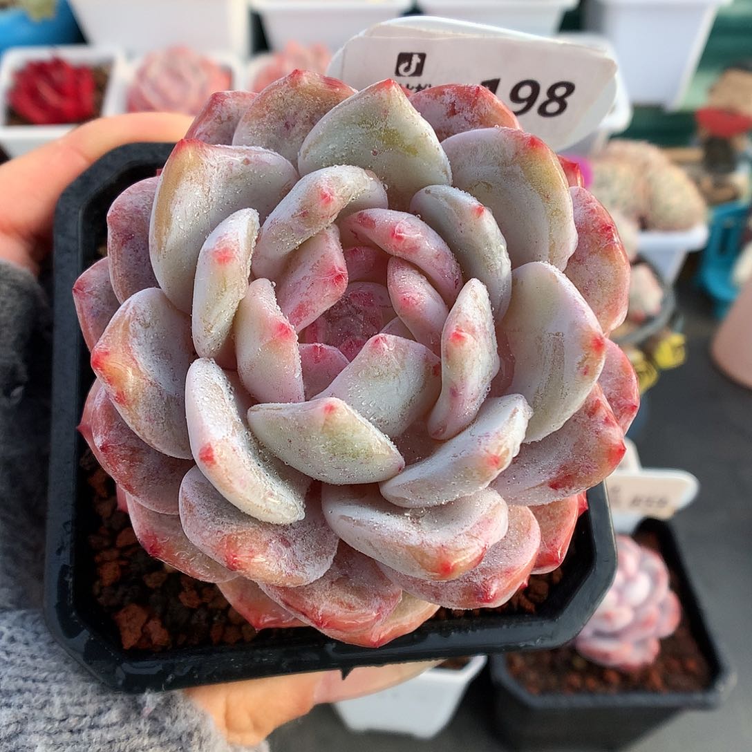 198星影多肉植物一个