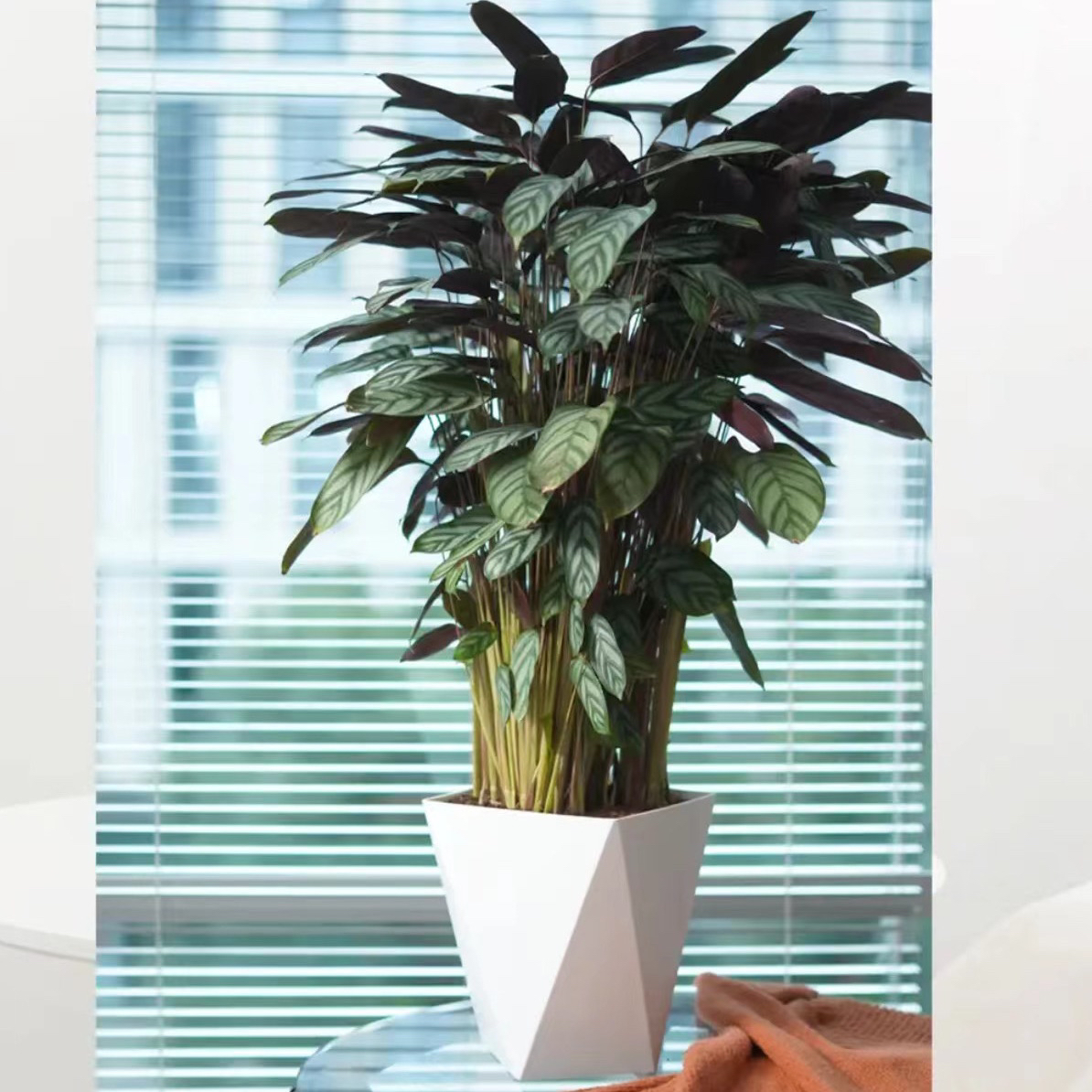 70-80公分飞羽竹芋盆栽室内四季常青净化空气适合办公室客厅绿植