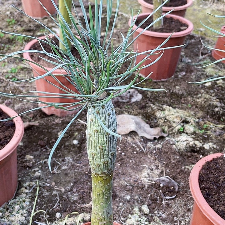 曦***贝完全开放天龙树带盆土