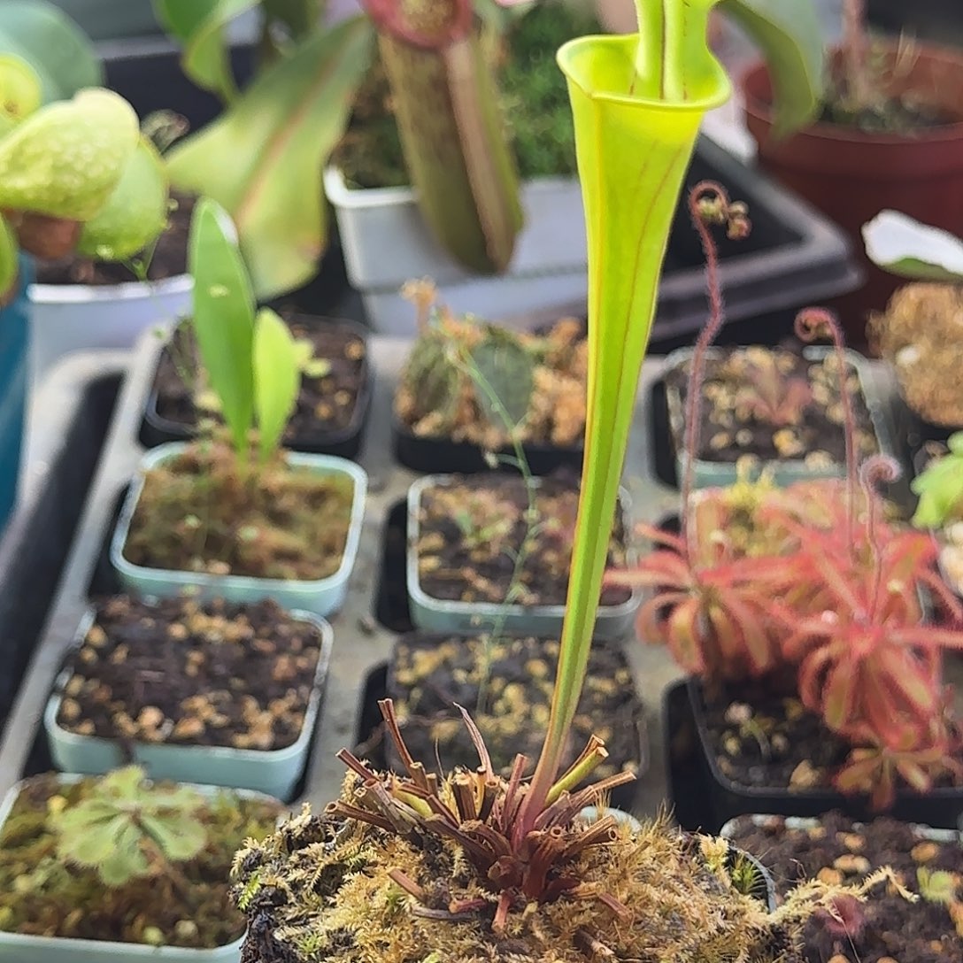 完全开放华丽黄瓶子草