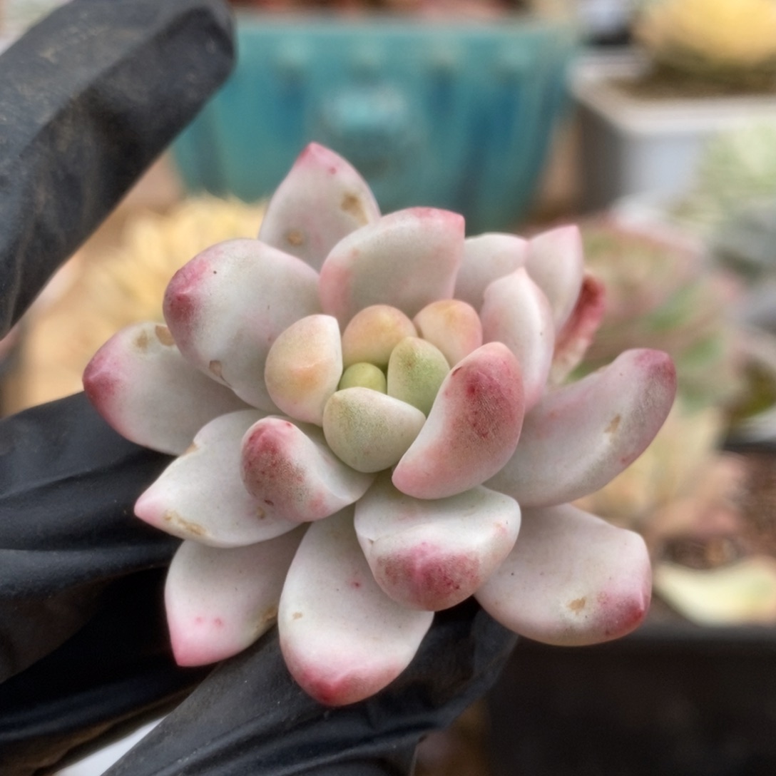 003香格里拉锦锦锦锦锦锦