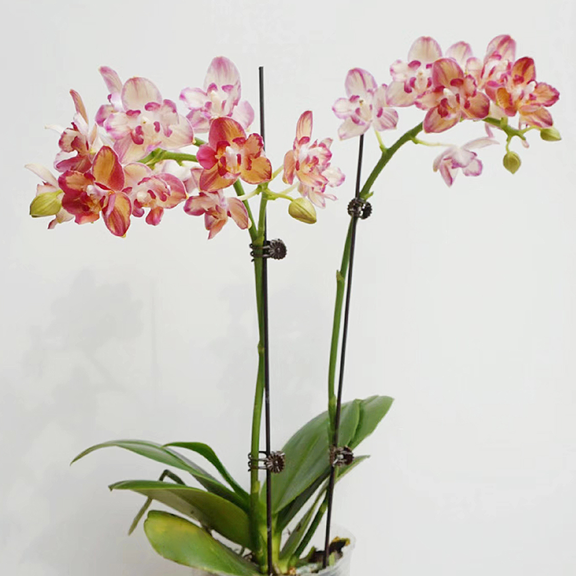 花花喜大王蝴蝶兰智多星3.0寸杯根好苗壮叶子油绿【剪自然梗无花】