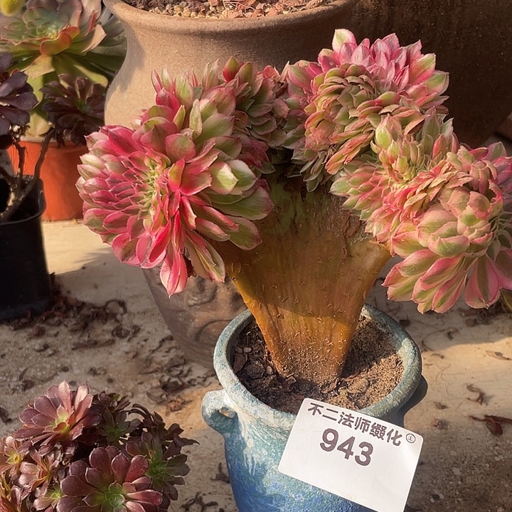 943，多肉法师倾城缀不包邮