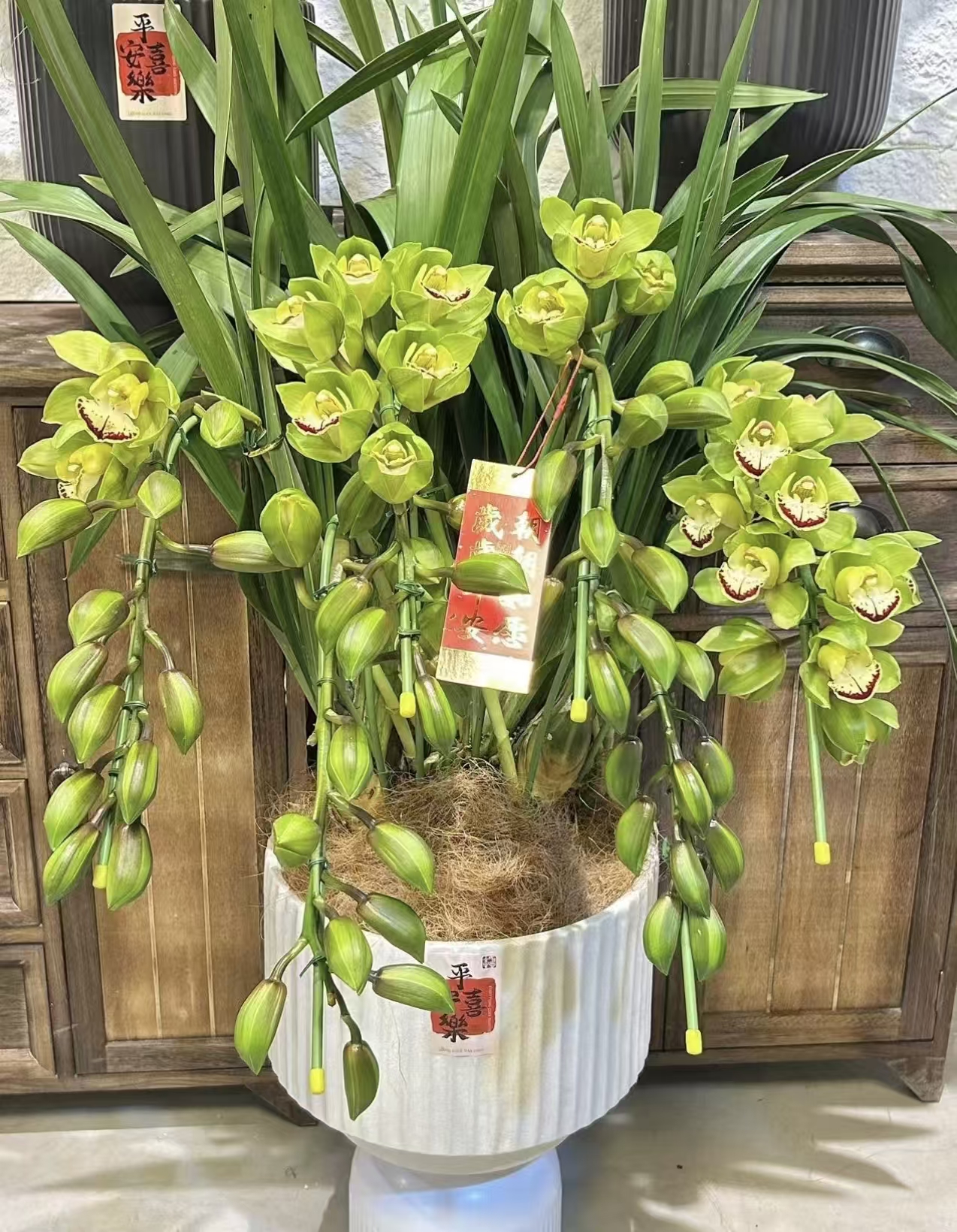 （大锤家的绿洲处理货）大花惠兰年宵花室内外好养易活大花兰花盆栽