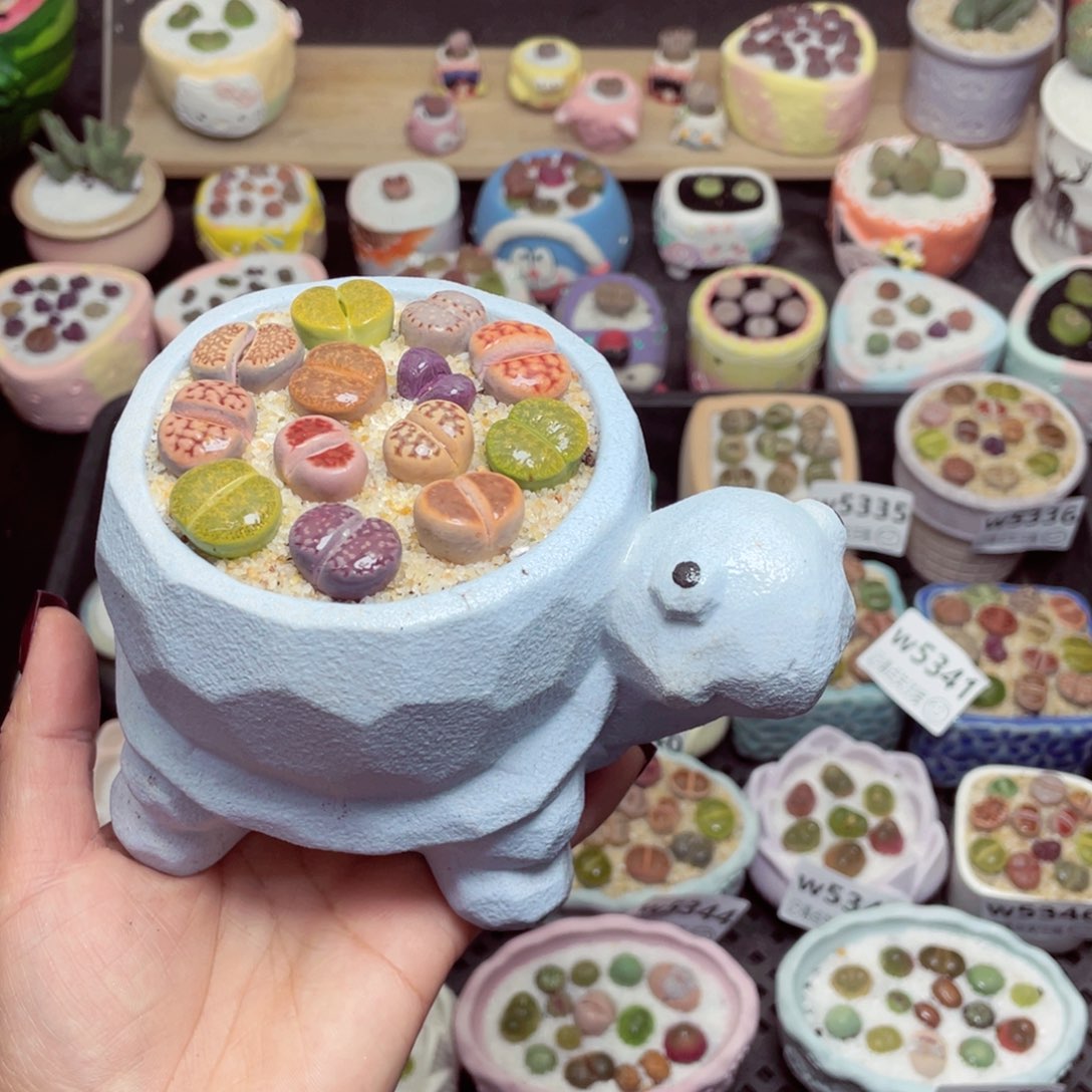 w5351 -零下地区拍保温箱-15支持寄养