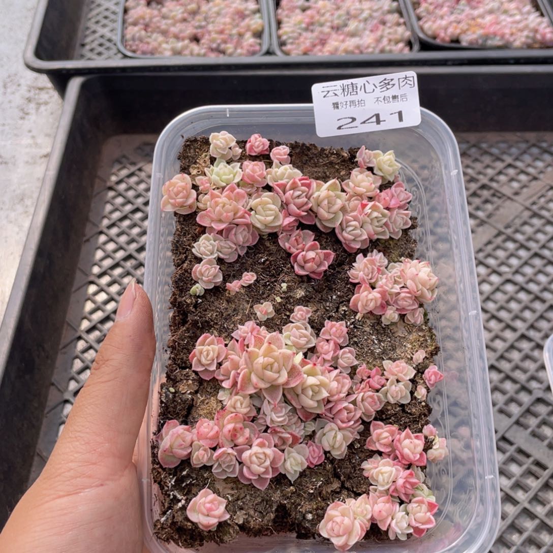 云糖心多肉植物241