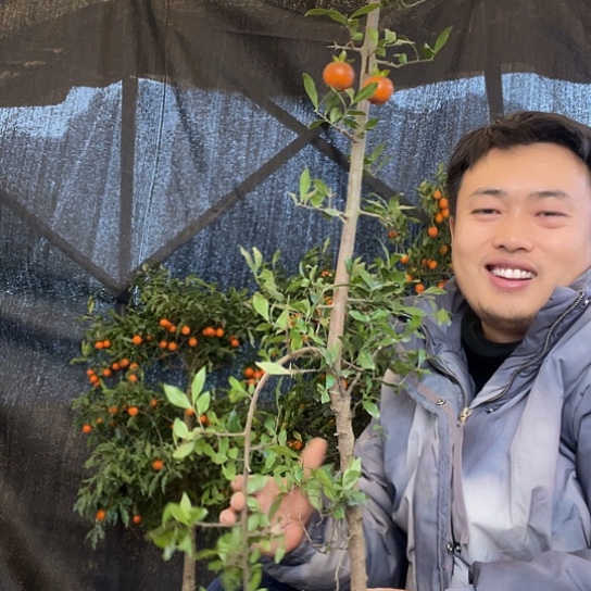 不开花植物金弹子庭院地景原生