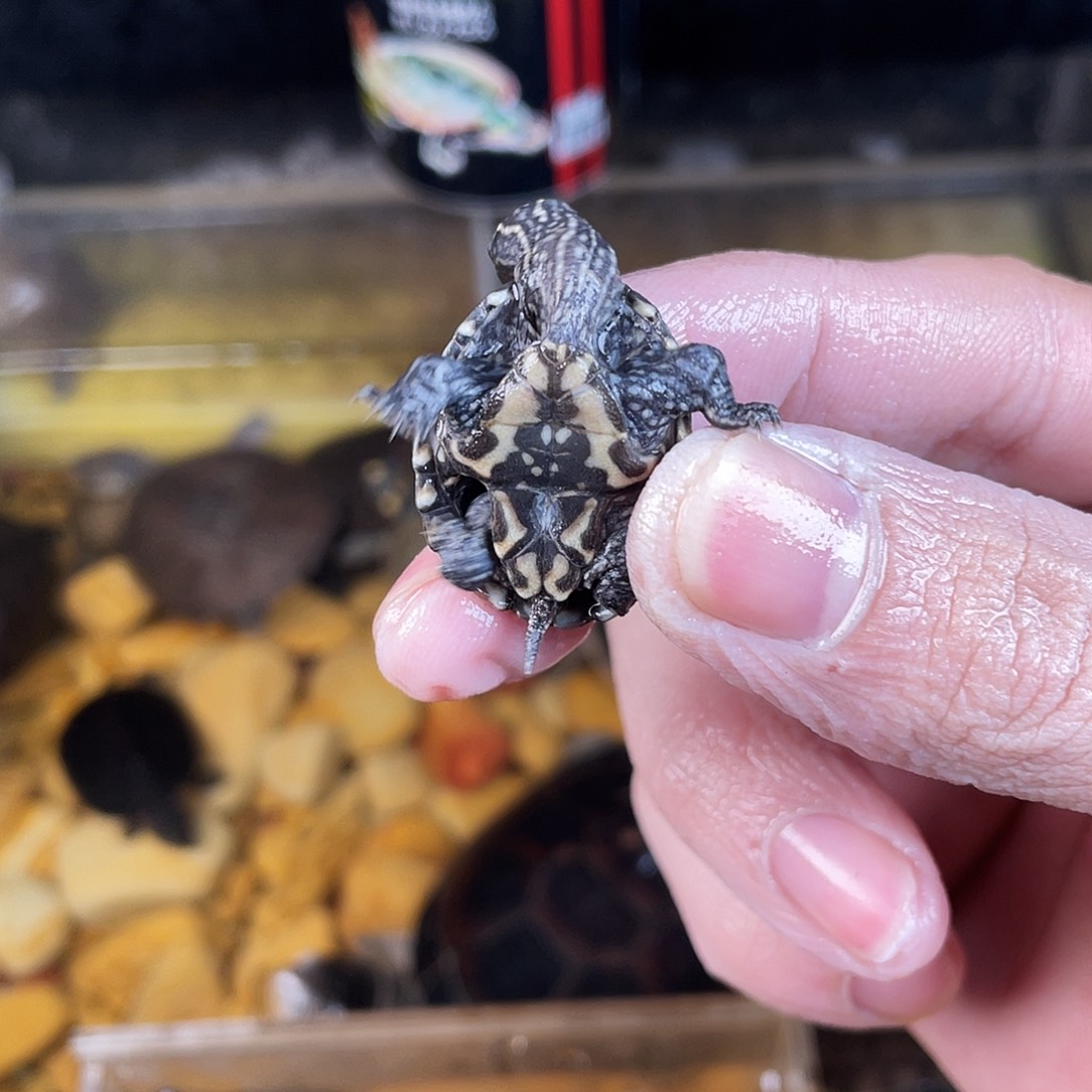 四***月绿毛龟母下点点滴滴的订单发