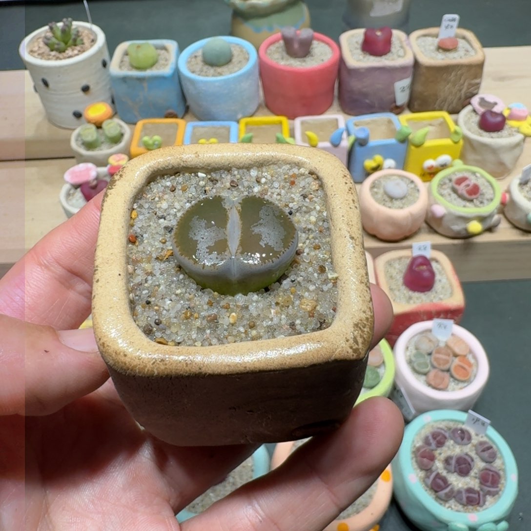 红陶蘑菇247和田