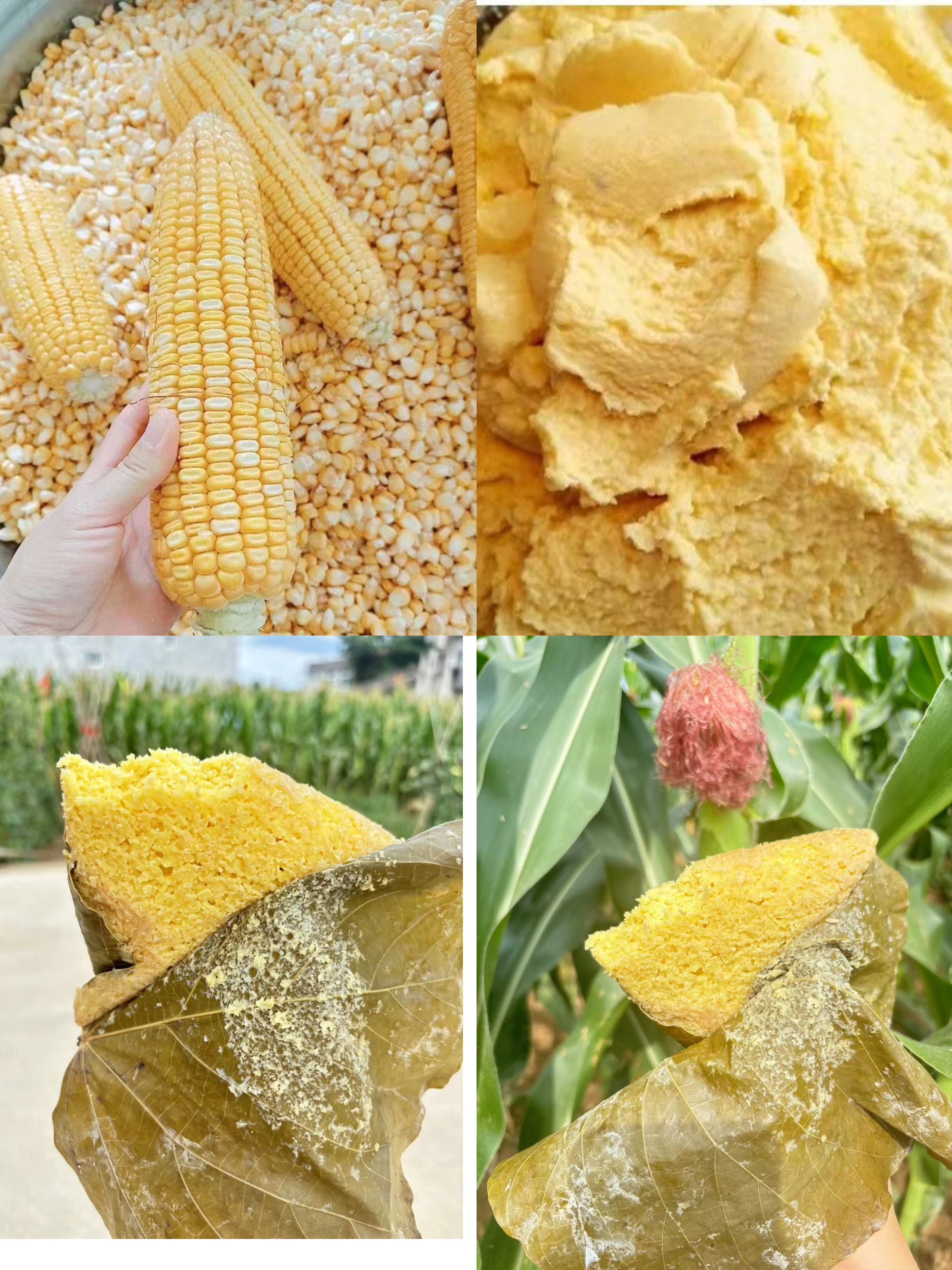 西乡苞谷馍馍桐子叶粑粑农家粗粮苞谷浆粑新鲜嫩苞谷馍玉米馍