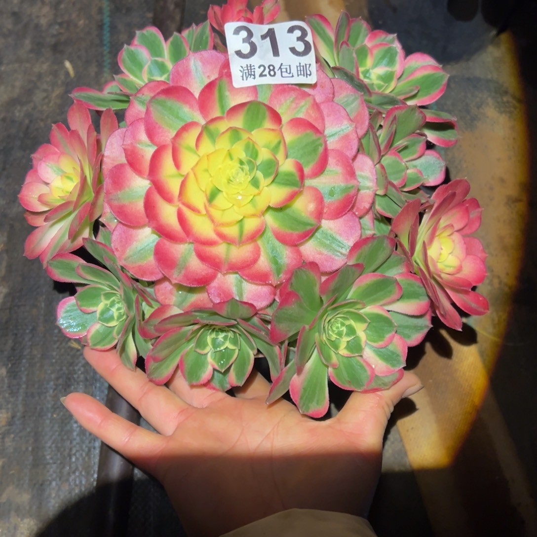 多肉植物313海仙的