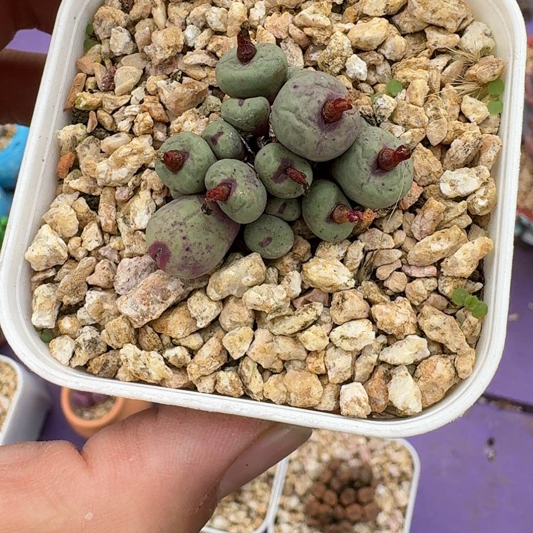靖***雯小红嘴 1颗  一物一拍