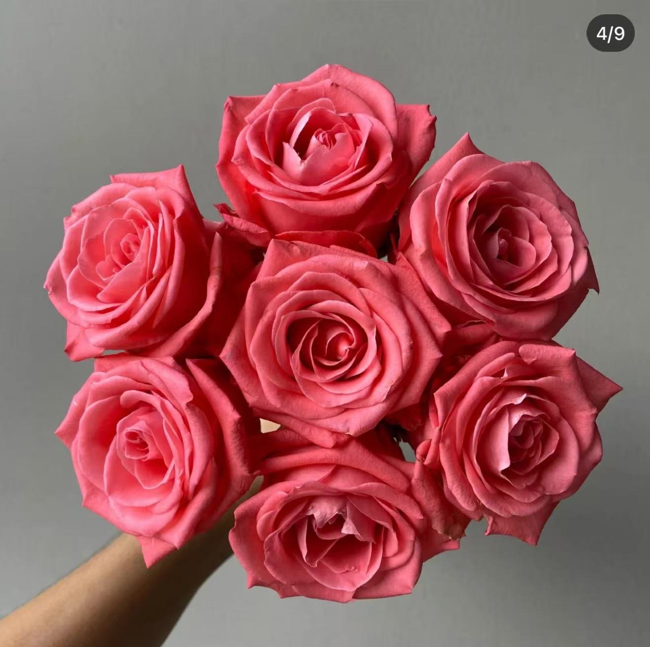 新品【知画】月季切花大花月季花苗绿植庭院阳台盆栽勤花