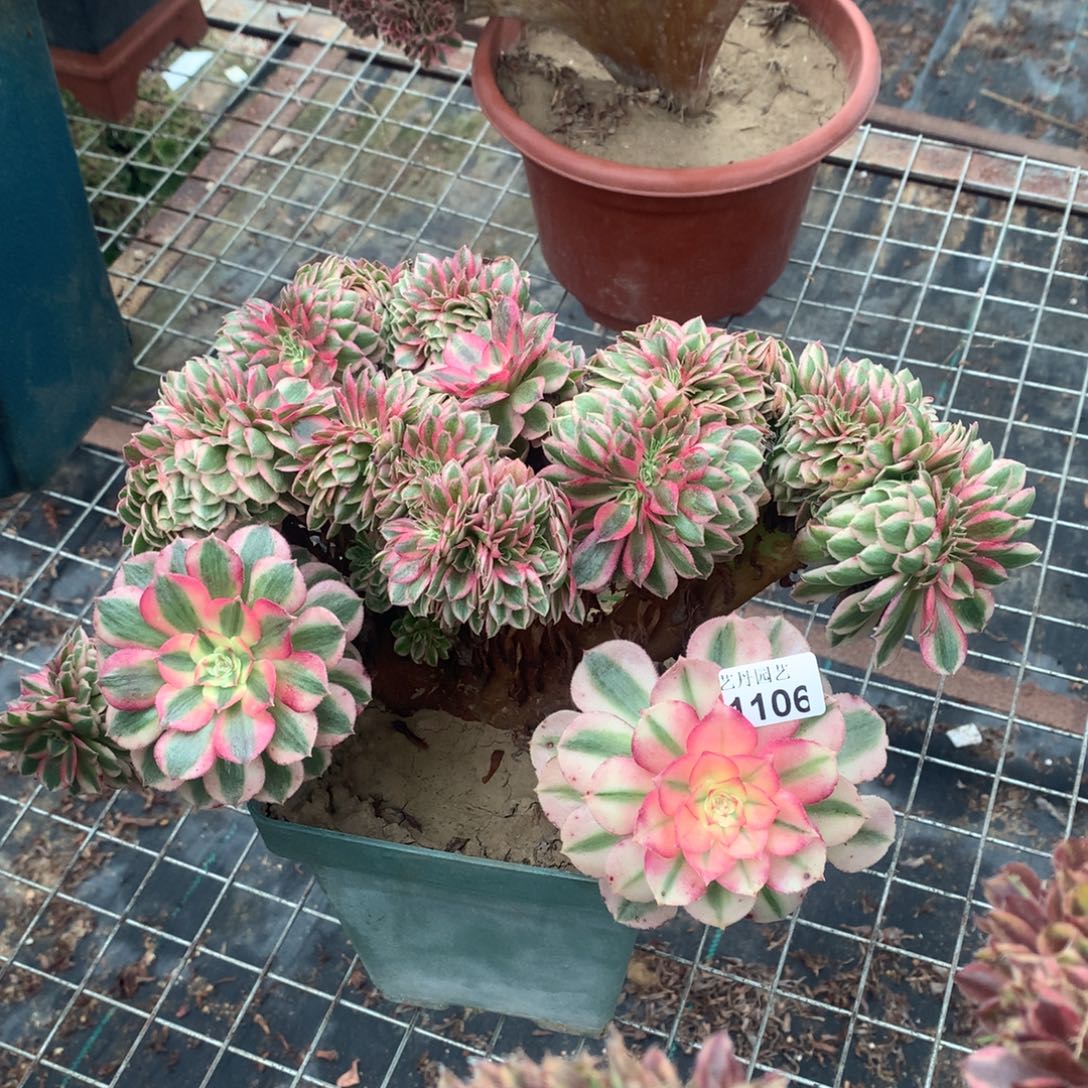 1106倾城缀化一颗