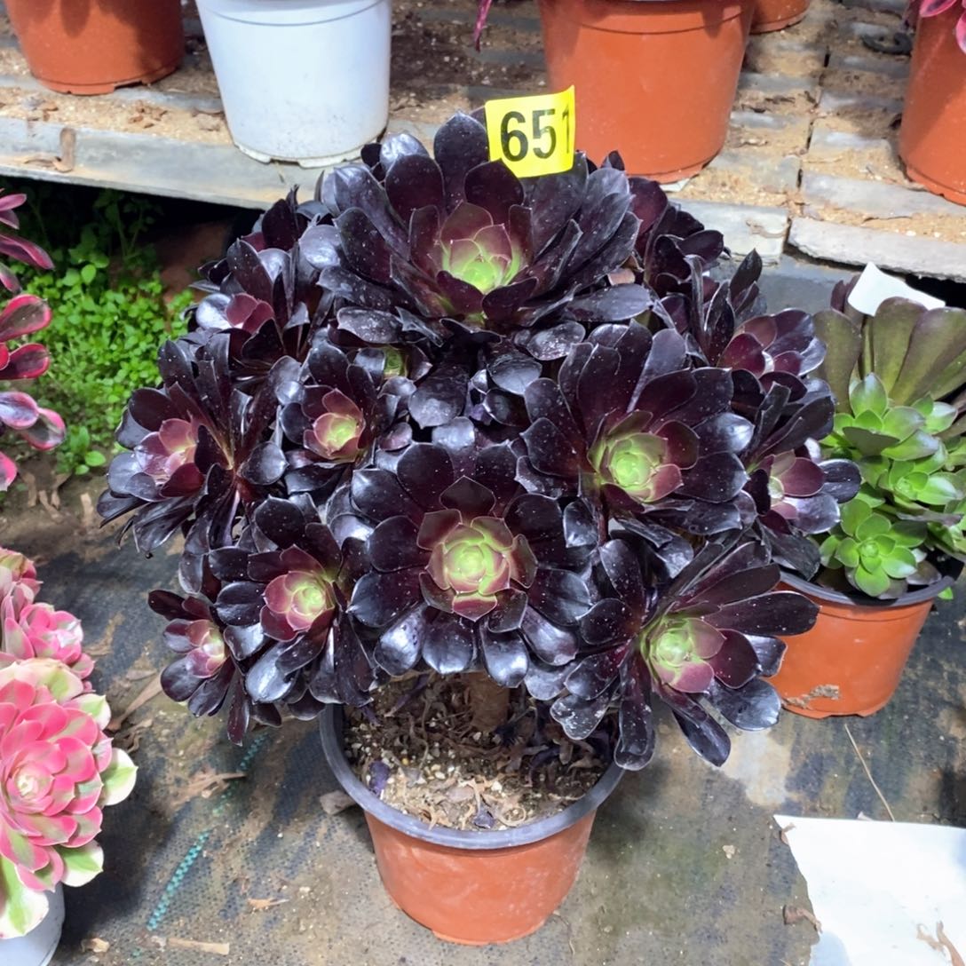 噢紫多肉法师651