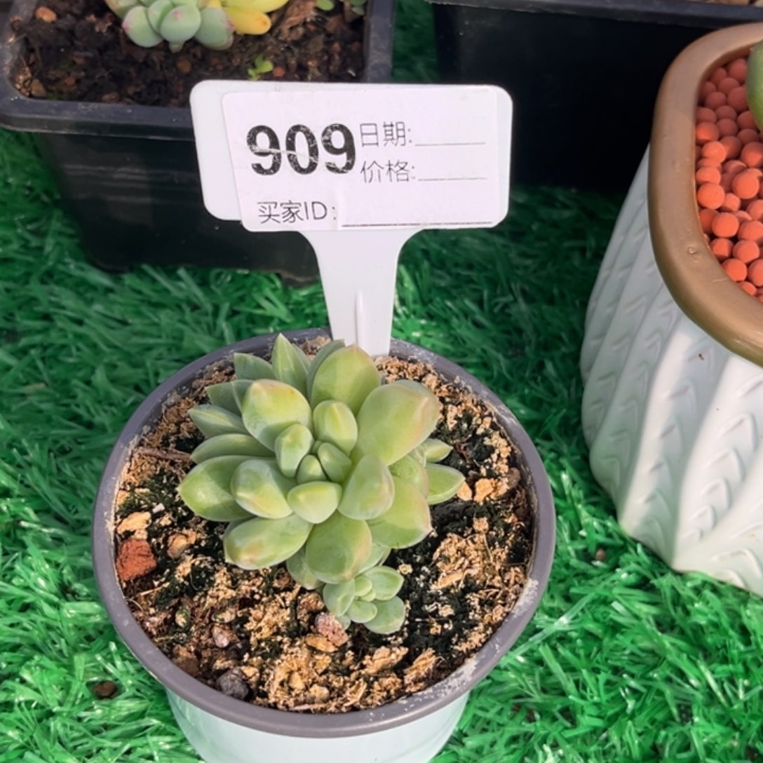 美人系多肉植物景多肉植物909