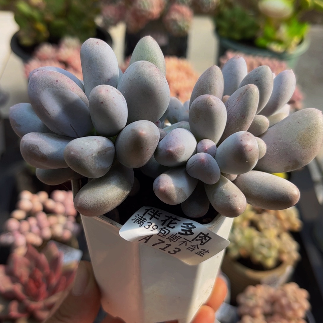 713米可奶l8cm多肉