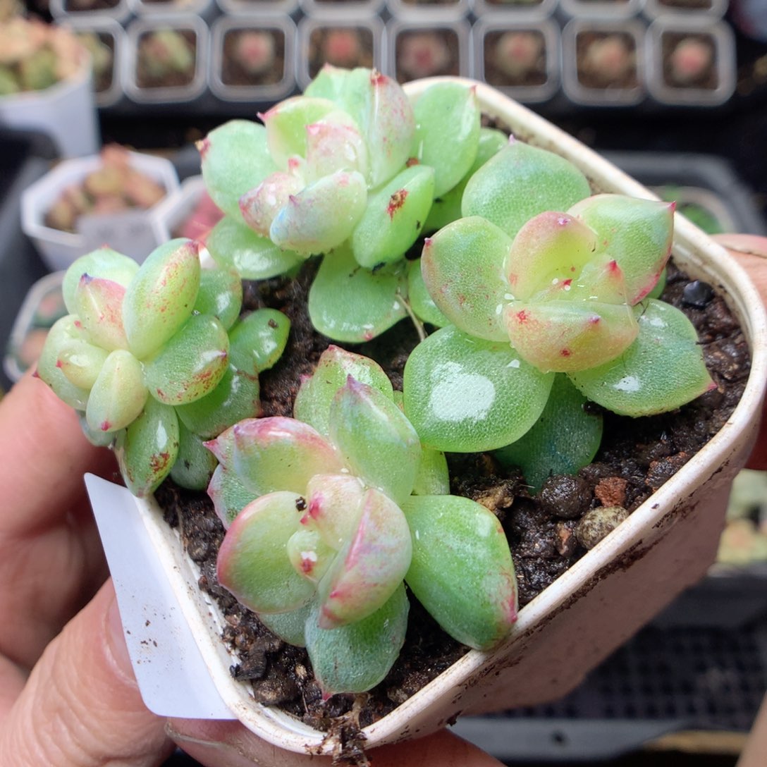 无花朵W53yyyyyyyyy