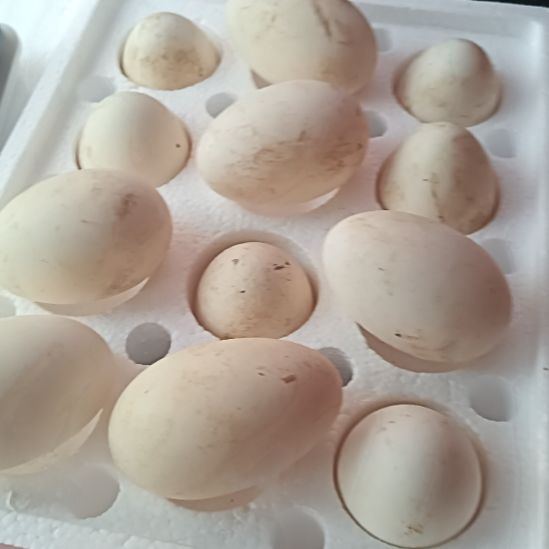 包装中国大陆1700克