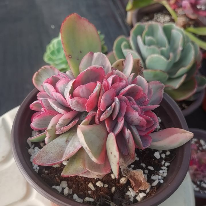 蓝玫瑰白覆轮锦缀化