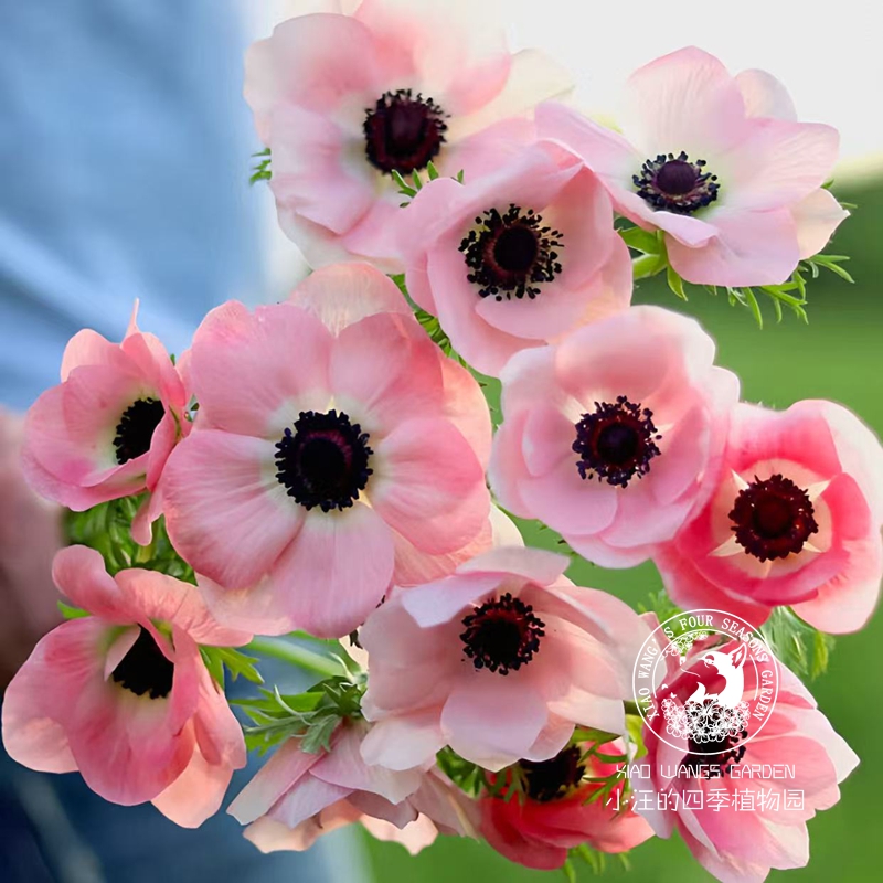 意大利银莲花 灵雅伊藤系列多年生球根草本耐寒植物 阳台盆栽花苗