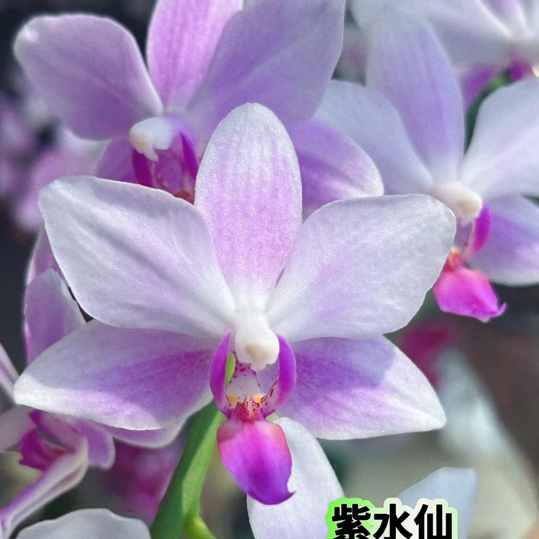 3.5寸（紫水仙）蝴蝶兰瑕疵处理不带花剑苗子发货