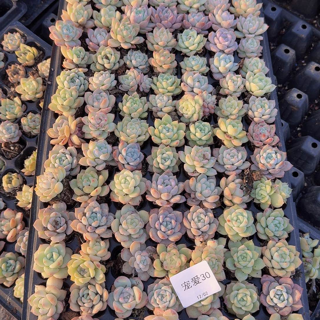 直播福利一物一拍30