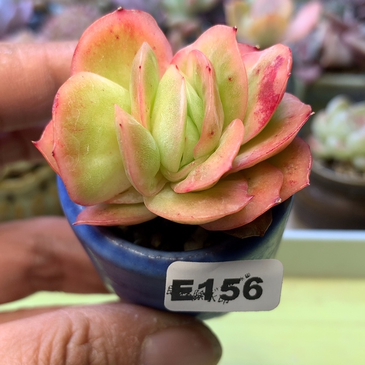 E156一物一拍带盆发