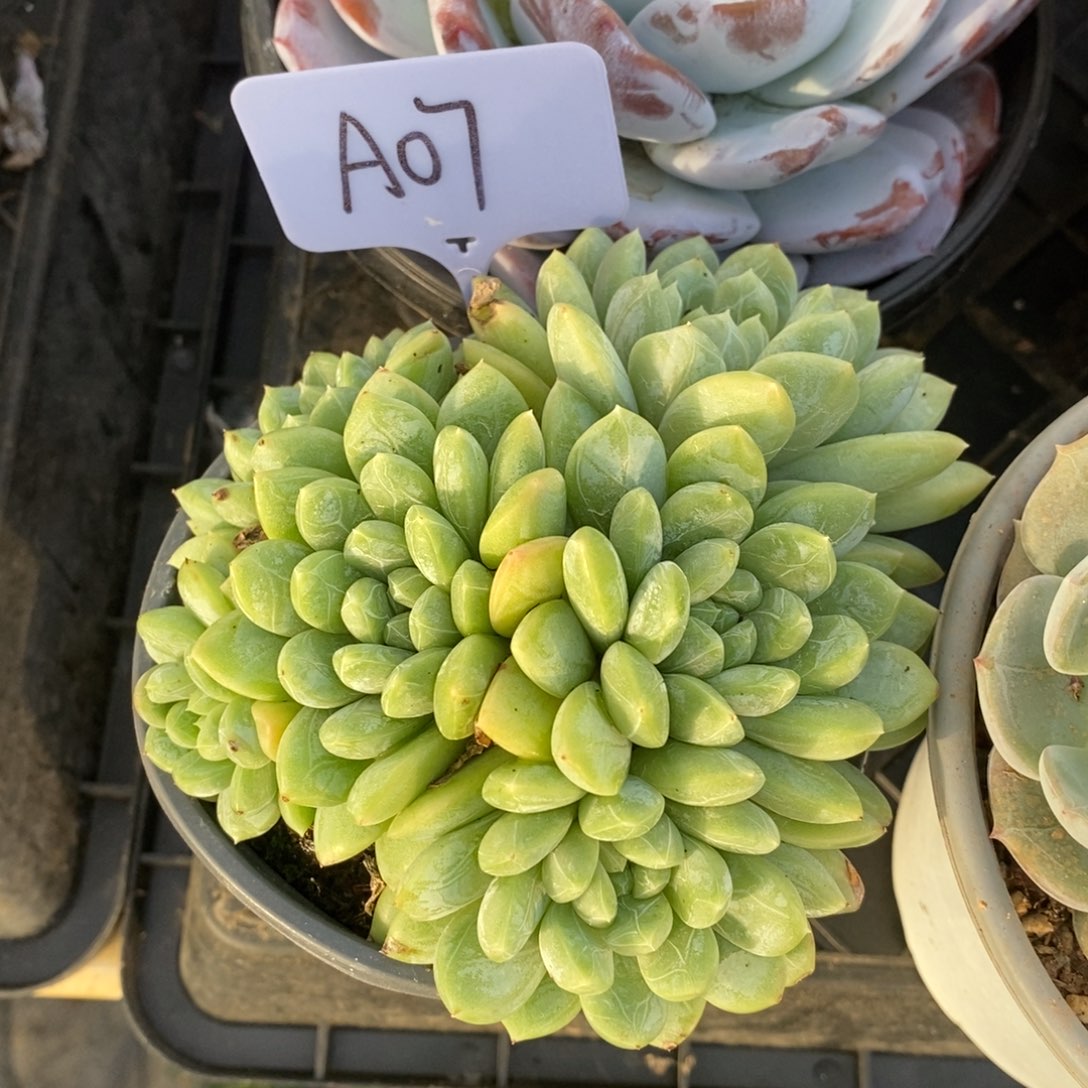 哈哈哈哈哈哈哈哈A07