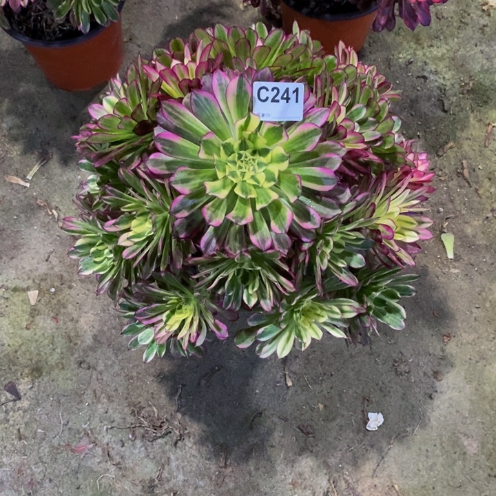 富****珍天河多肉植物241