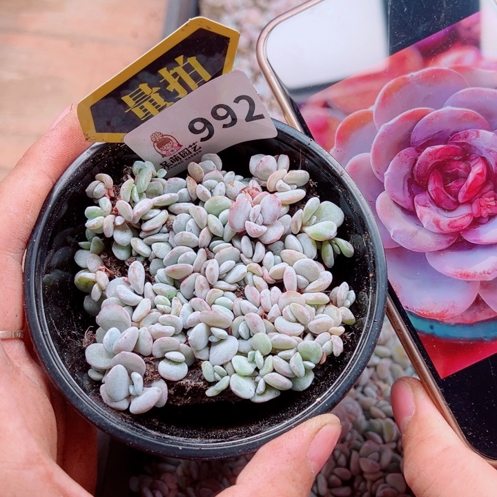 多肉植物多肉植物