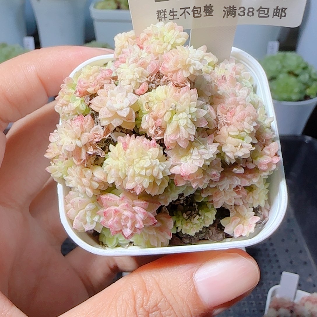 一***哥1109-204m1-386缀化