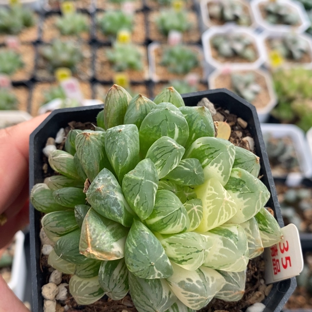 不开花植物35苏锦