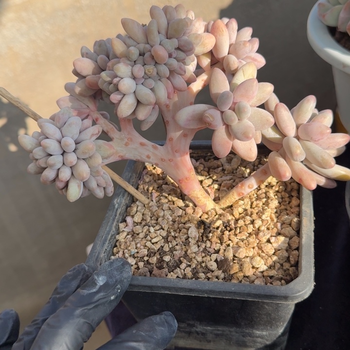 12厘米左右一物一拍的一物一拍