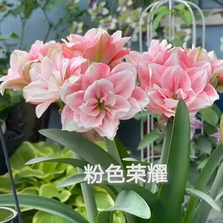 粉色荣耀】大花重瓣朱顶红种球  6-8厘米   包对版