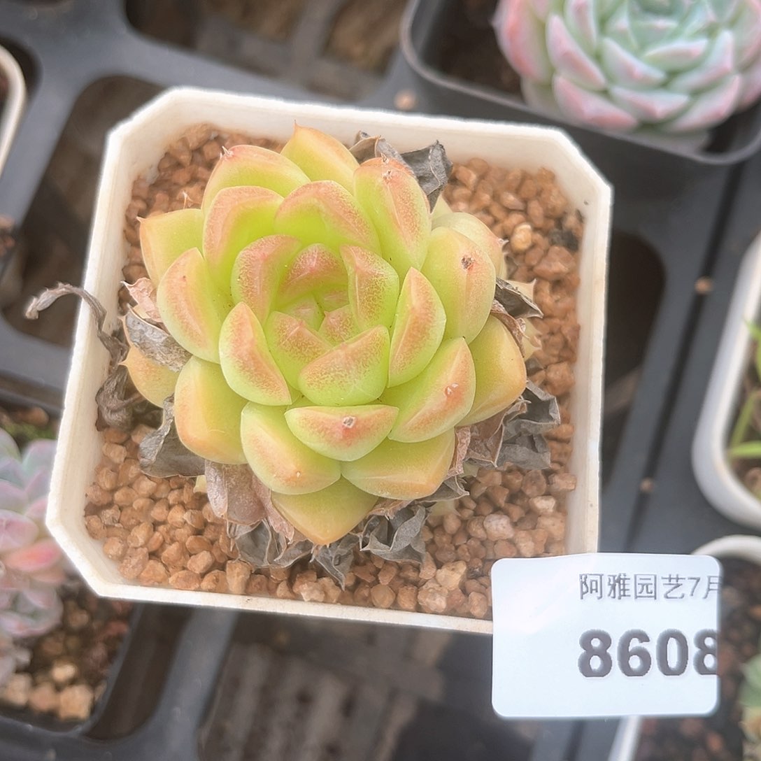 阿雅园艺。      8608