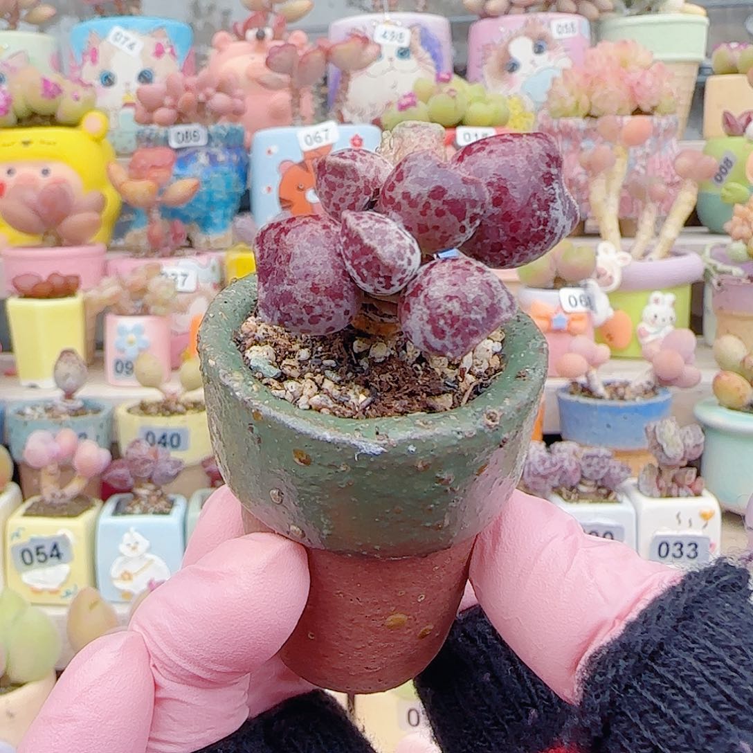 _***邱L 猫耳海豹 带盆种好