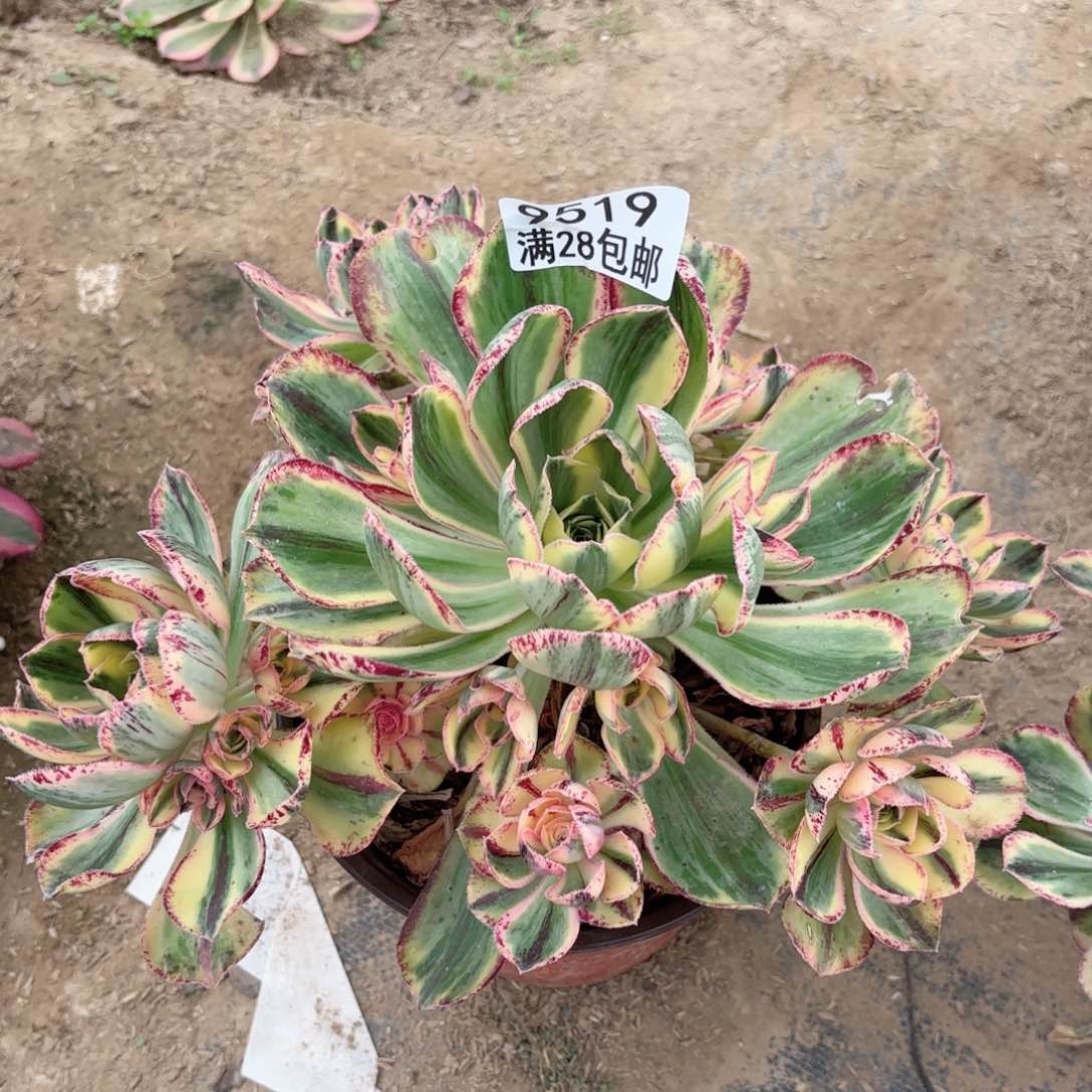 X.   9519青花瓷多肉