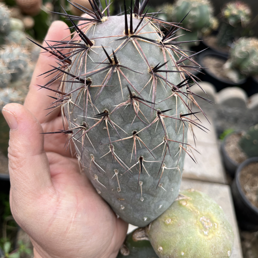 超巨型，紫皮金伏刺习志野侧芽，高15厘米，图五为成熟刺形及刺色。