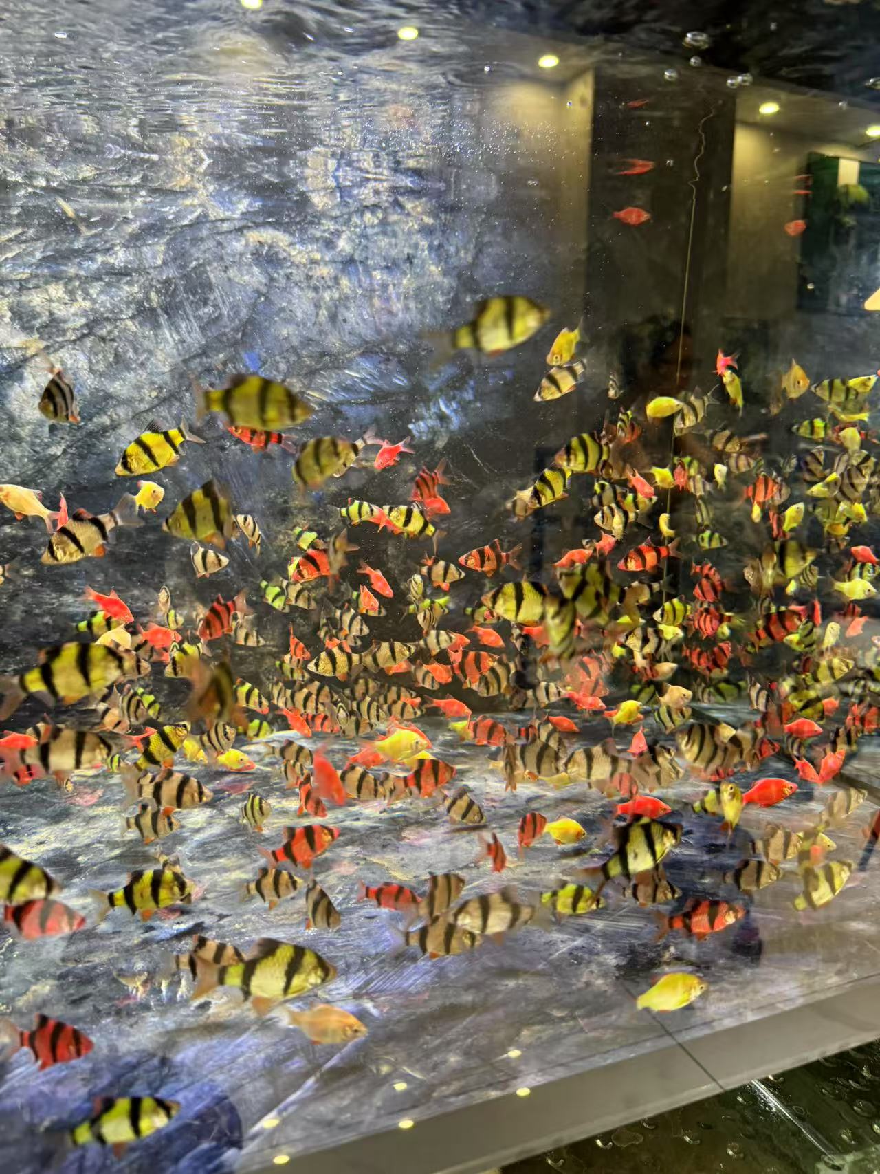 虎皮鱼，绿虎皮，红虎皮猪鼻龟清洁工