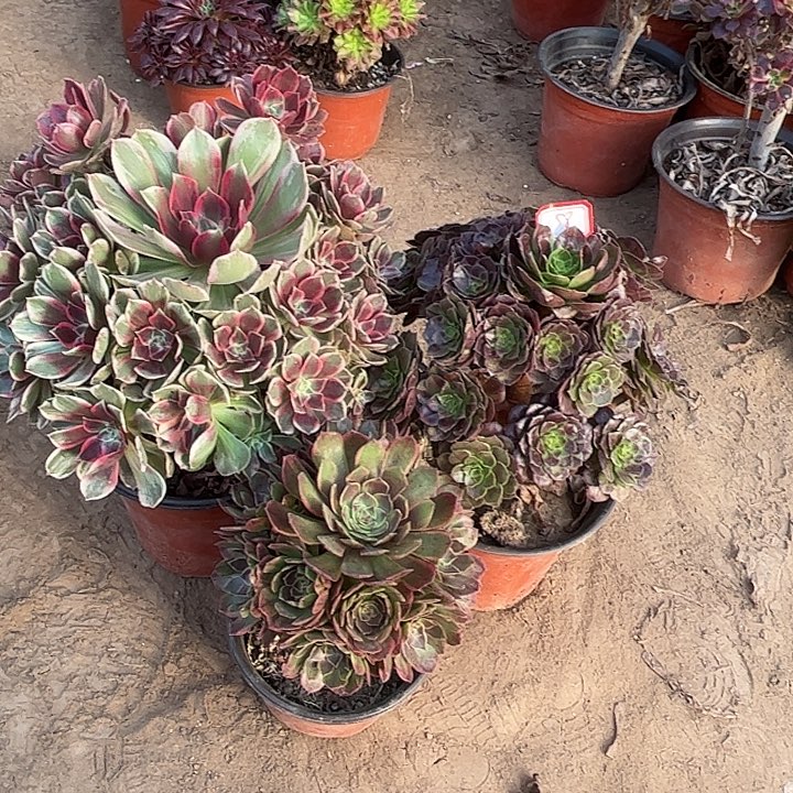 658多肉植物组合，