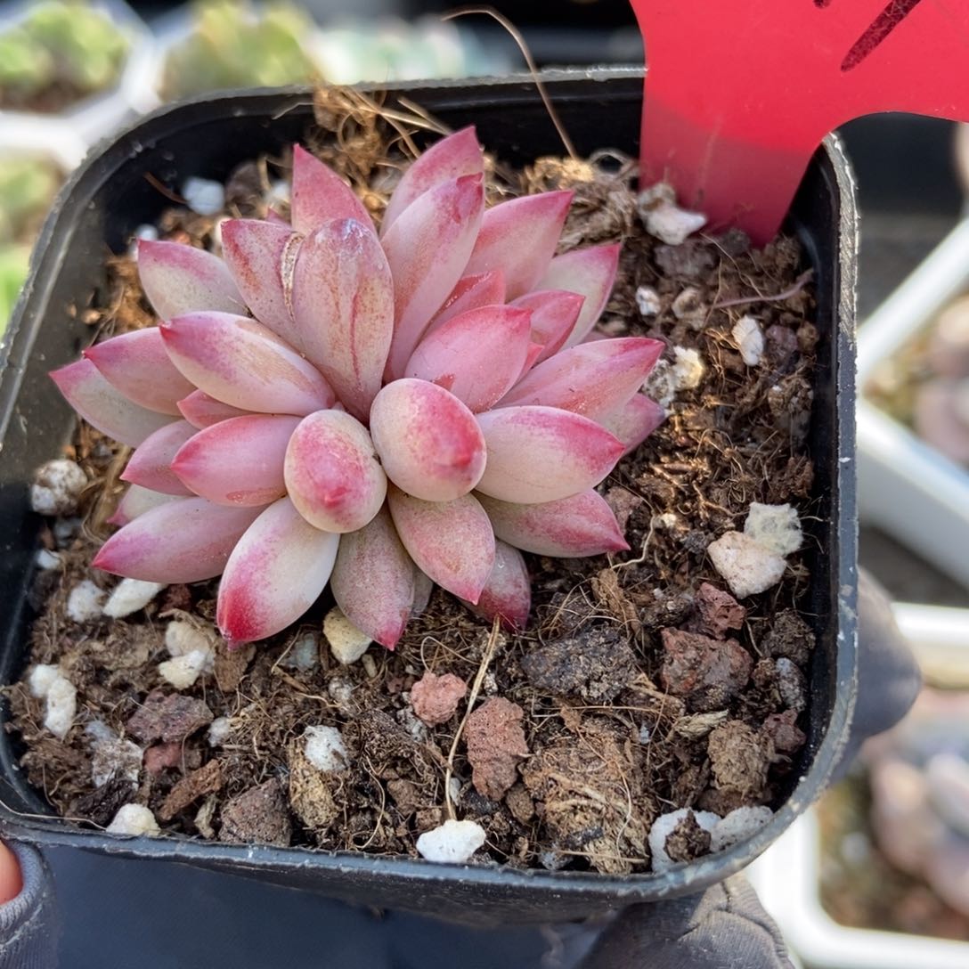 291余美人多肉植物