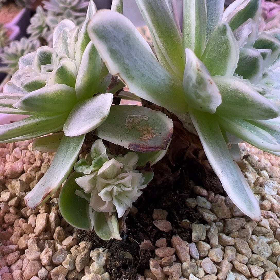 山地玫瑰锦秋夕1437号