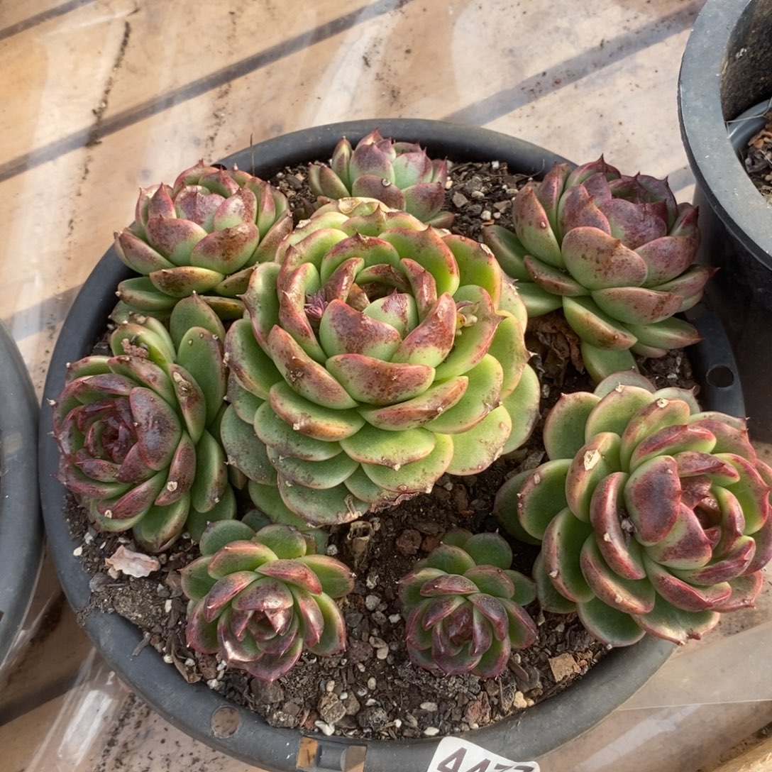 4477黑水晶手捧一物一拍