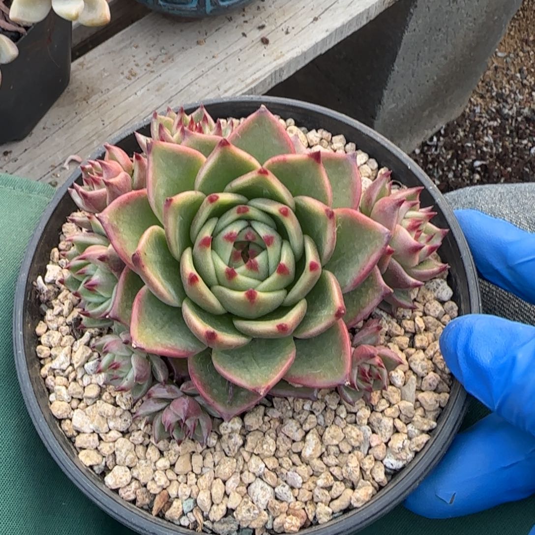 蓝龙群生五十包邮老桩