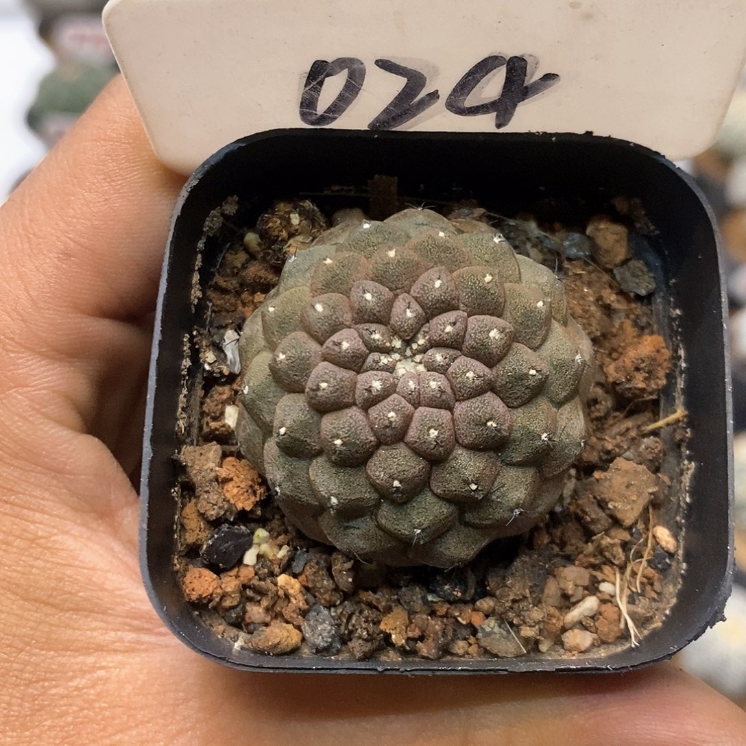 024蜥蜴皮自根特价咯