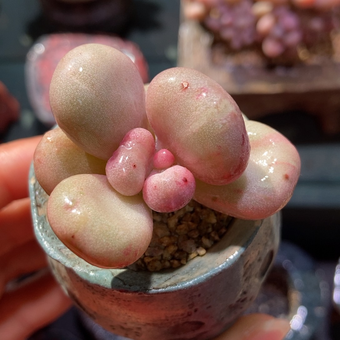 油煎丸子一物一拍