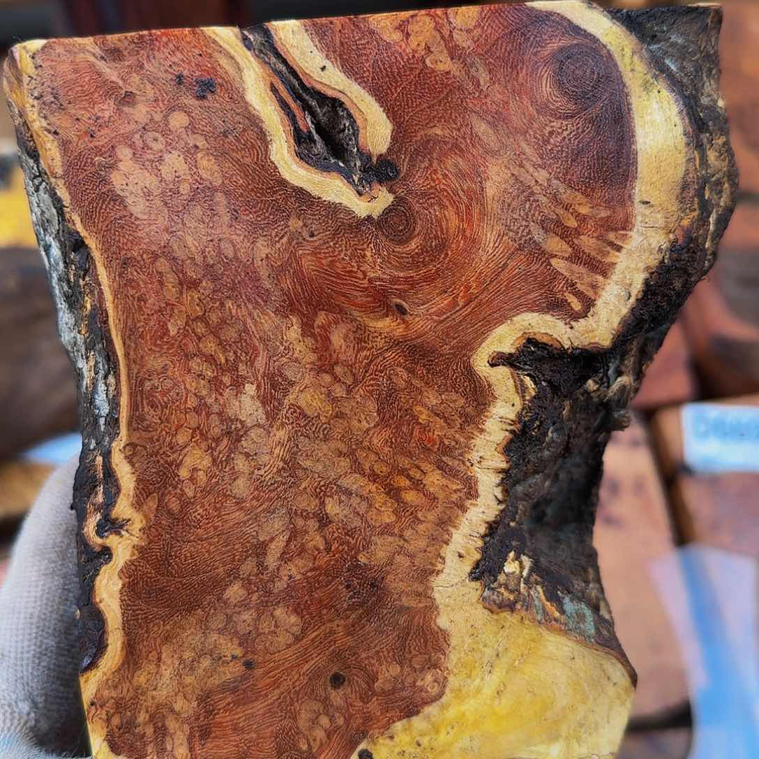 木韦*小叶羊蹄甲留疤料子