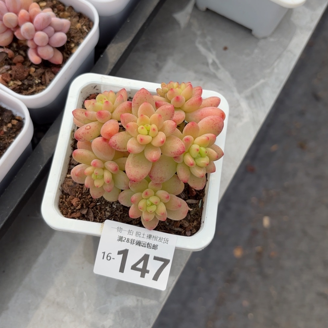 香格里拉老桩多肉多肉