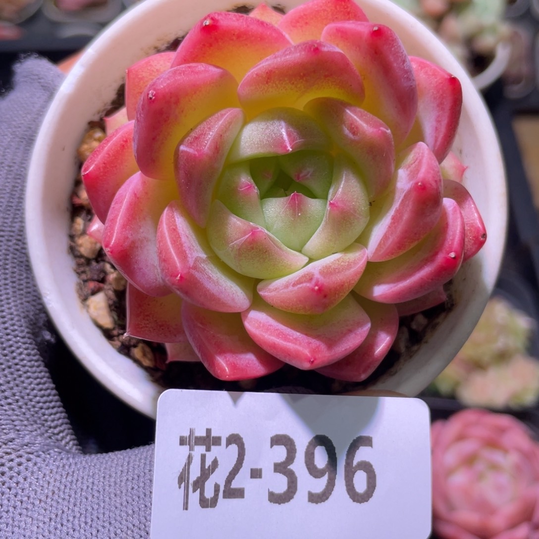 花利美2-396新品 